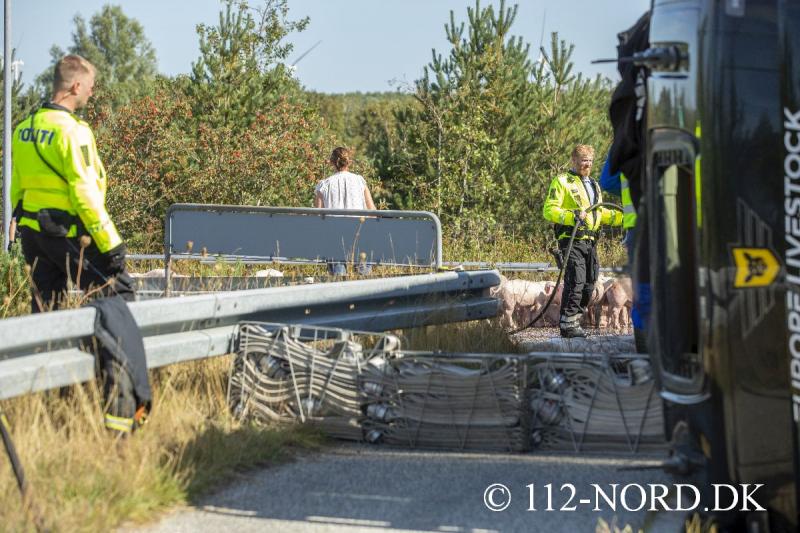 24082026-grisetransport-vaelte_t2_11.jpg