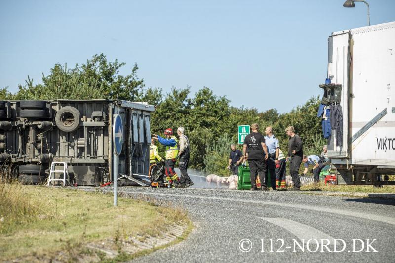 24082026-grisetransport-vaelte_t2_15.jpg