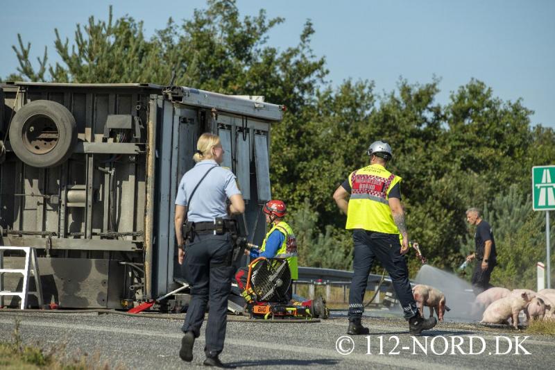 24082026-grisetransport-vaelte_t2_17.jpg