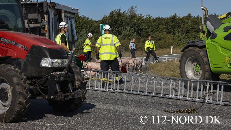 24082026-grisetransport-vaelte_t2_29.jpg