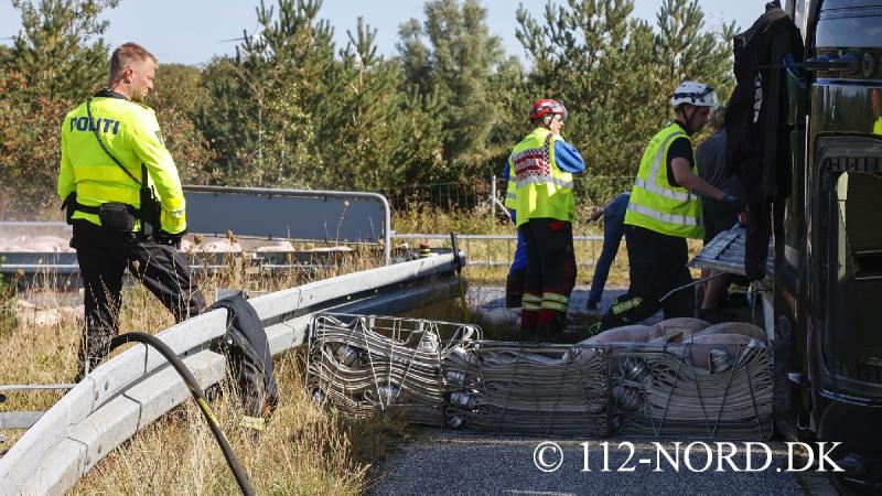 24082026-grisetransport-vaelte_t2_33.jpg
