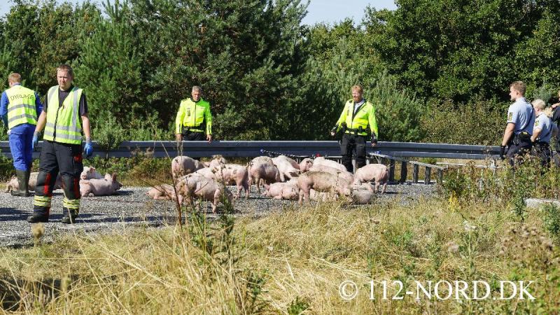 24082026-grisetransport-vaelte_t2_46.jpg