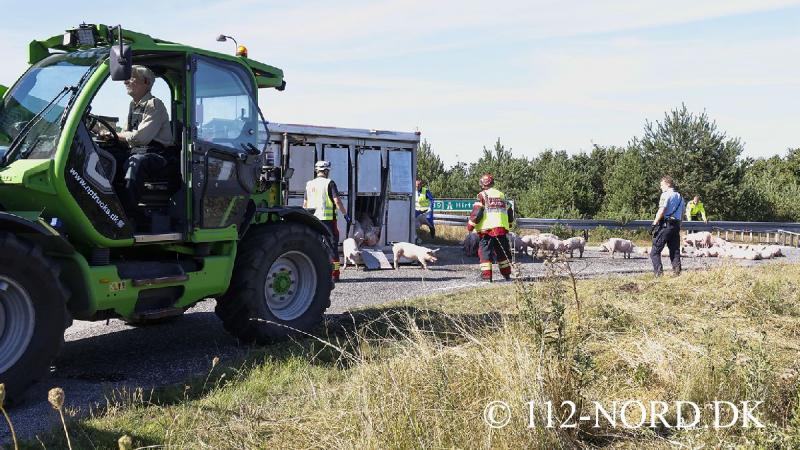 24082026-grisetransport-vaelte_t2_49.jpg