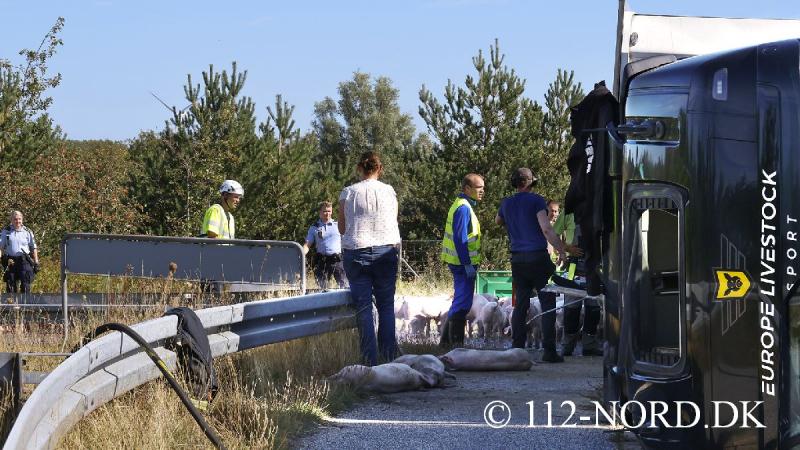 24082026-grisetransport-vaelte_t2_50.jpg