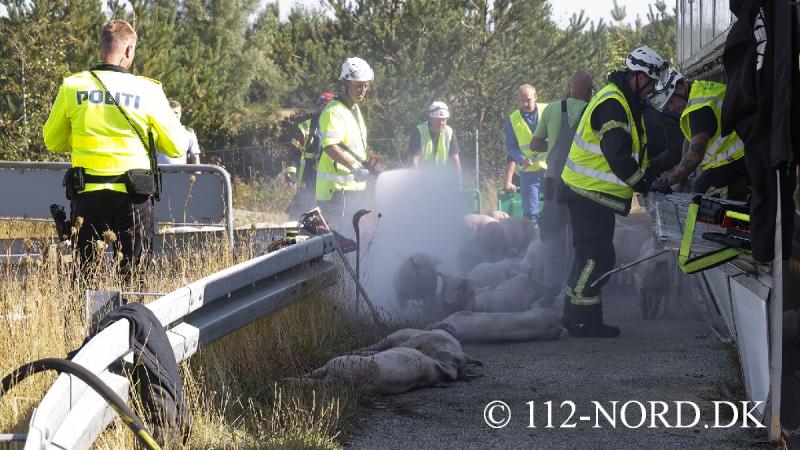 24082026-grisetransport-vaelte_t2_52.jpg